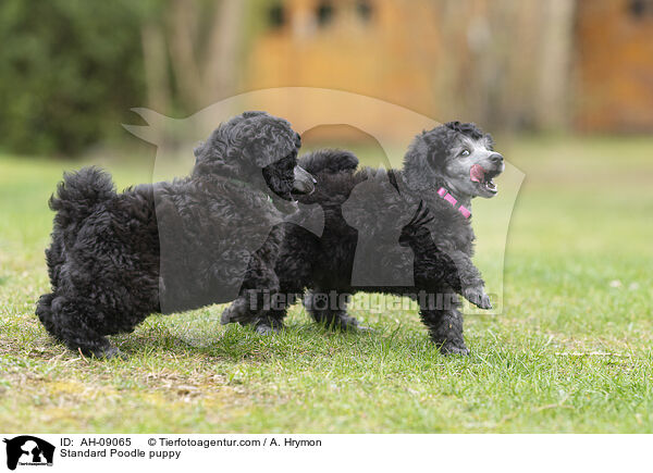Kleinpudel Welpe / Standard Poodle puppy / AH-09065
