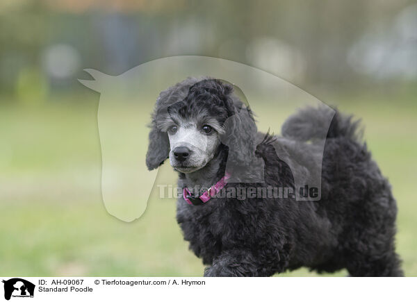 Kleinpudel / Standard Poodle / AH-09067