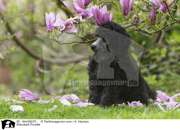 Standard Poodle / AH-09070