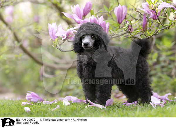 Kleinpudel / Standard Poodle / AH-09072