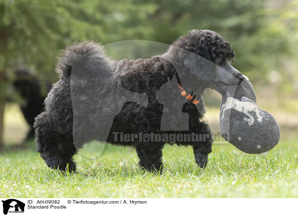 Kleinpudel / Standard Poodle / AH-09082