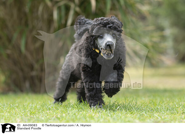 Kleinpudel / Standard Poodle / AH-09083