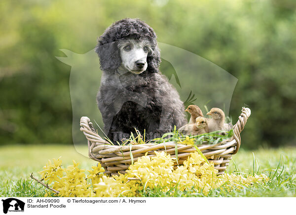 Kleinpudel / Standard Poodle / AH-09090