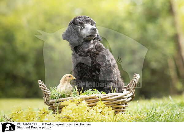 Kleinpudel Welpe / Standard Poodle puppy / AH-09091