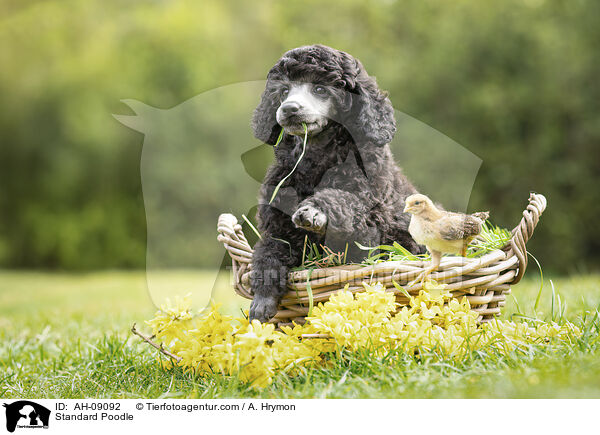 Kleinpudel / Standard Poodle / AH-09092