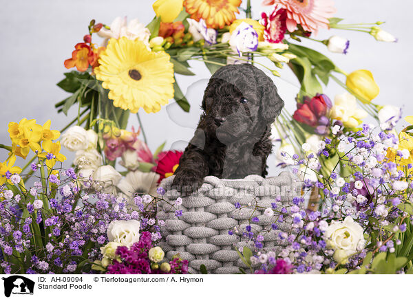 Kleinpudel / Standard Poodle / AH-09094