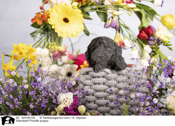 Kleinpudel Welpe / Standard Poodle puppy / AH-09102