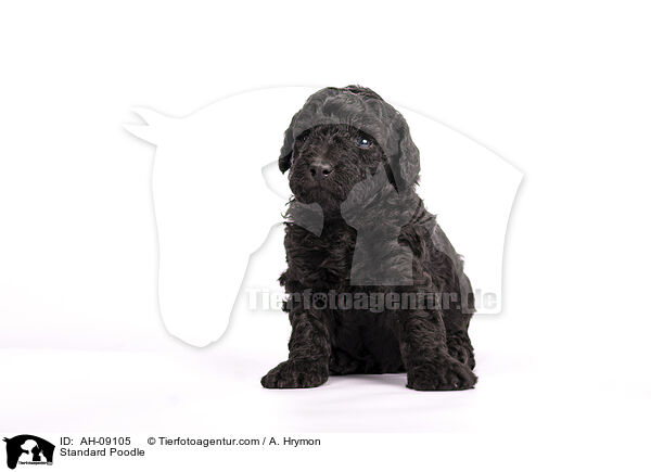 Kleinpudel / Standard Poodle / AH-09105