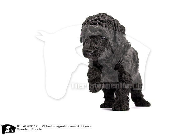 Kleinpudel / Standard Poodle / AH-09112