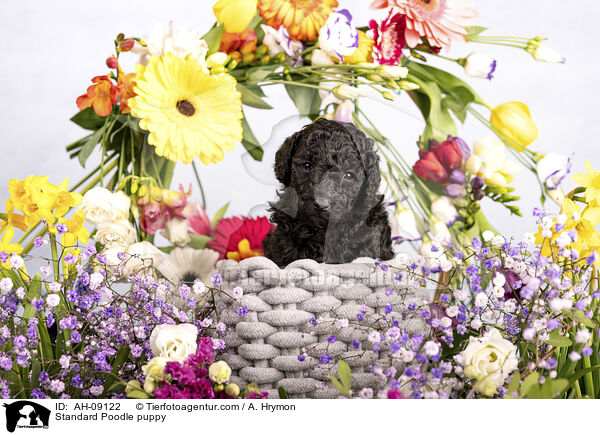 Kleinpudel Welpe / Standard Poodle puppy / AH-09122
