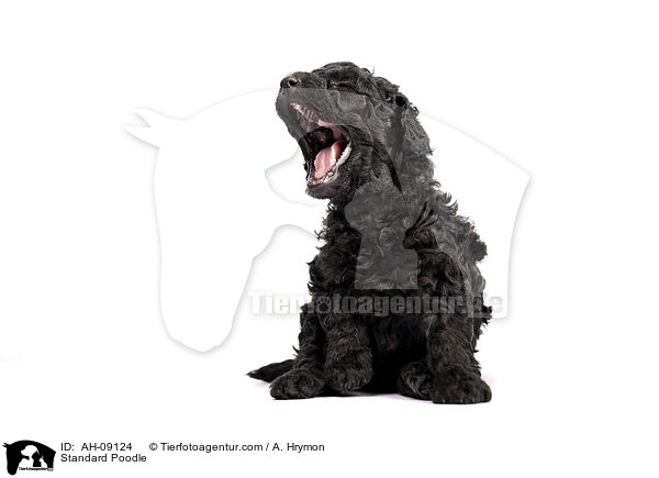 Kleinpudel / Standard Poodle / AH-09124