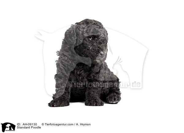 Kleinpudel / Standard Poodle / AH-09130