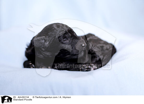 Kleinpudel / Standard Poodle / AH-09134