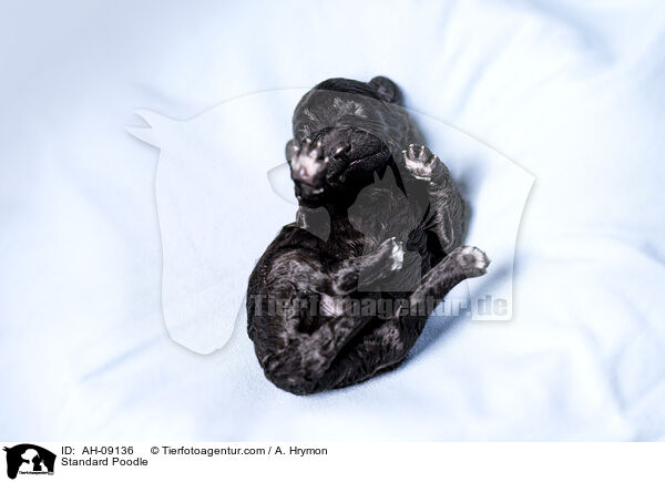 Kleinpudel / Standard Poodle / AH-09136