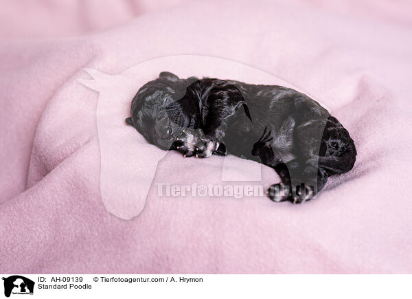 Kleinpudel / Standard Poodle / AH-09139