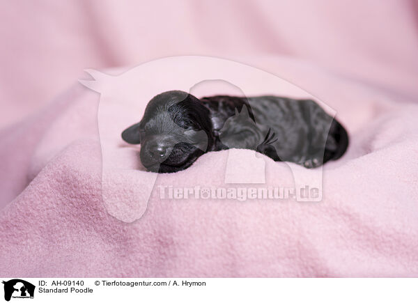Kleinpudel / Standard Poodle / AH-09140