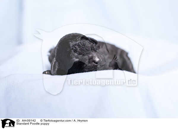 Kleinpudel Welpe / Standard Poodle puppy / AH-09142