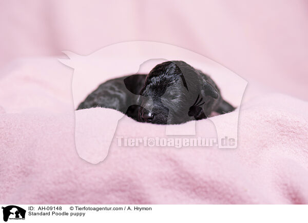 Kleinpudel Welpe / Standard Poodle puppy / AH-09148
