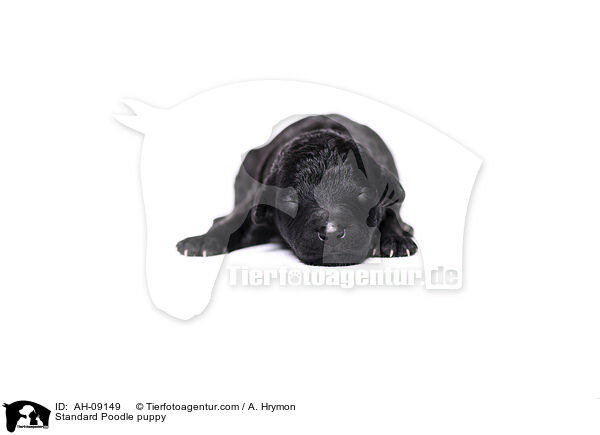 Kleinpudel Welpe / Standard Poodle puppy / AH-09149