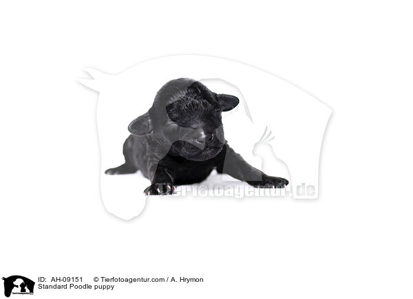 Kleinpudel Welpe / Standard Poodle puppy / AH-09151