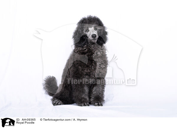 Kleinpudel / Royal Poodle / AH-09365