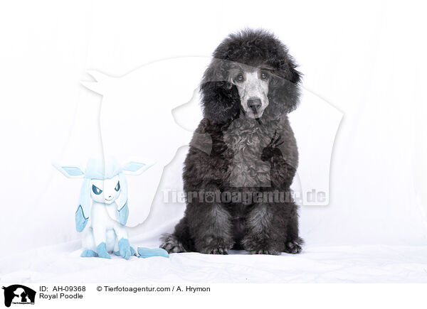 Kleinpudel / Royal Poodle / AH-09368