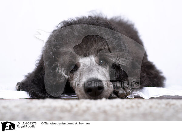 Kleinpudel / Royal Poodle / AH-09373