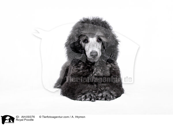 Kleinpudel / Royal Poodle / AH-09376