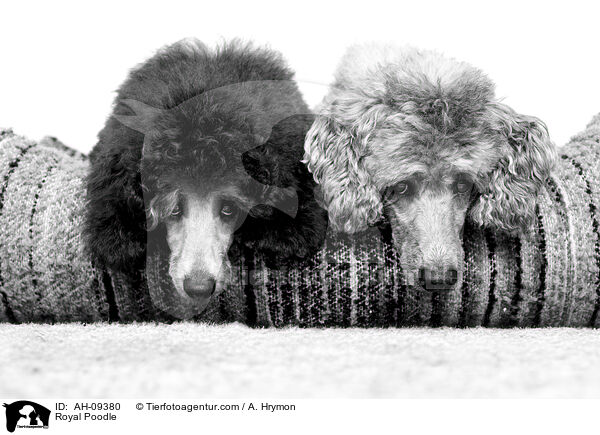 Kleinpudel / Royal Poodle / AH-09380