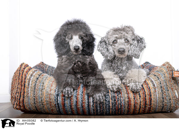 Kleinpudel / Royal Poodle / AH-09382