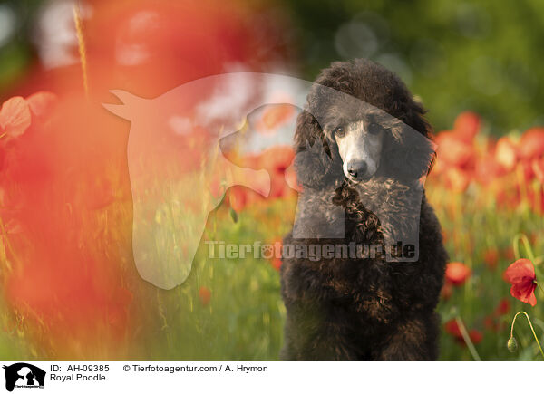 Kleinpudel / Royal Poodle / AH-09385