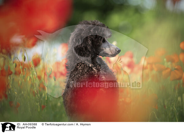 Kleinpudel / Royal Poodle / AH-09388