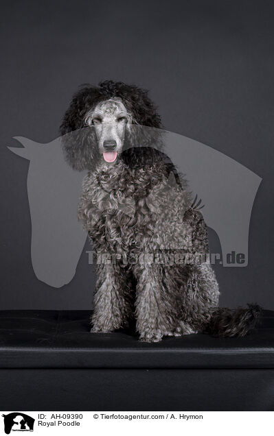 Kleinpudel / Royal Poodle / AH-09390