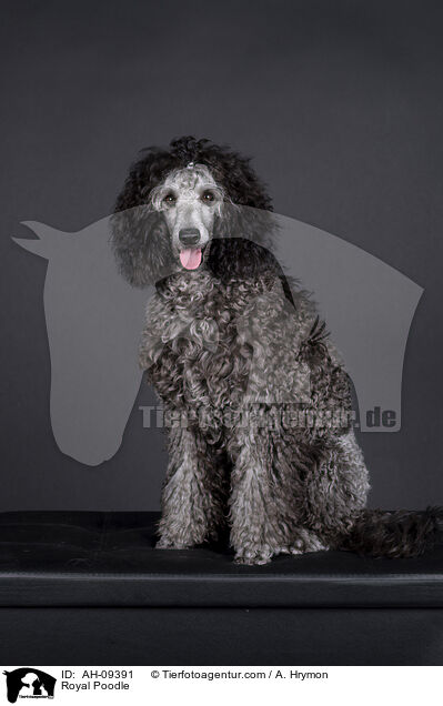 Kleinpudel / Royal Poodle / AH-09391