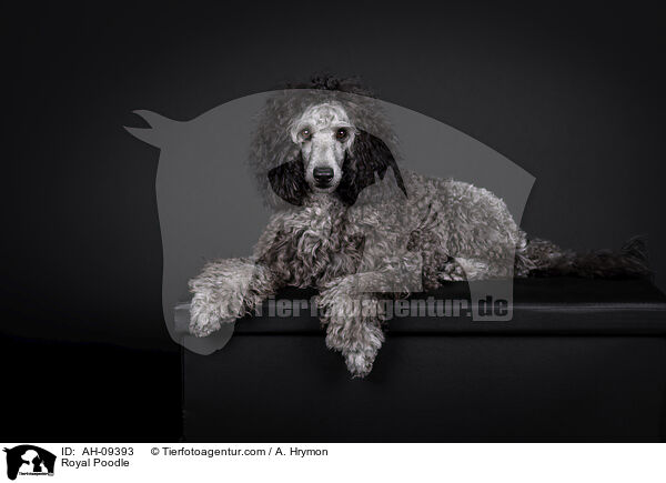 Kleinpudel / Royal Poodle / AH-09393