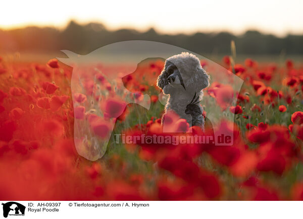 Kleinpudel / Royal Poodle / AH-09397