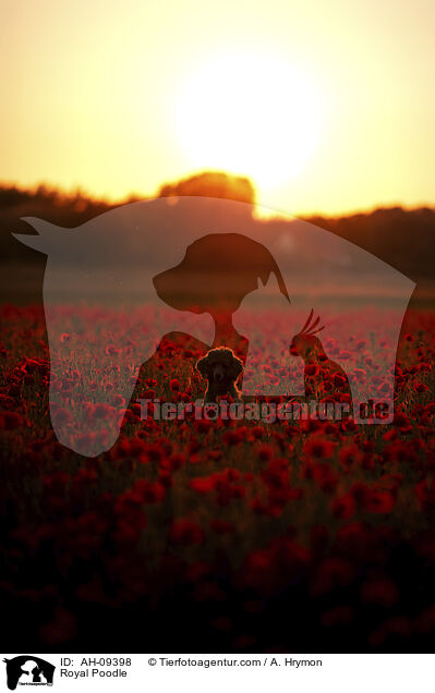 Kleinpudel / Royal Poodle / AH-09398