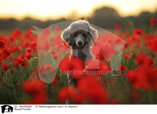 Kleinpudel / Royal Poodle / AH-09399