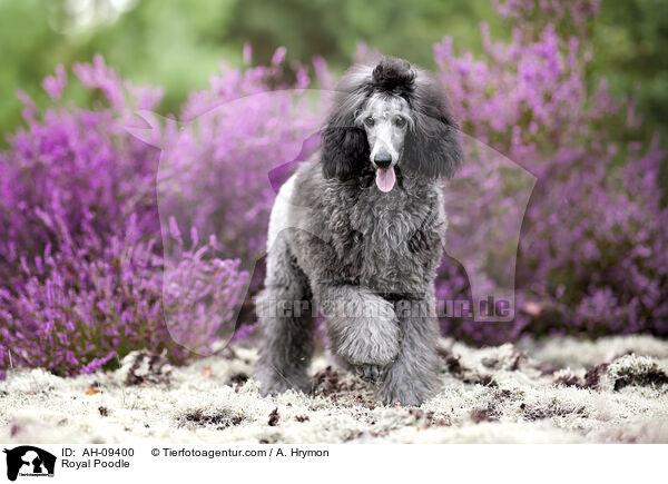 Kleinpudel / Royal Poodle / AH-09400