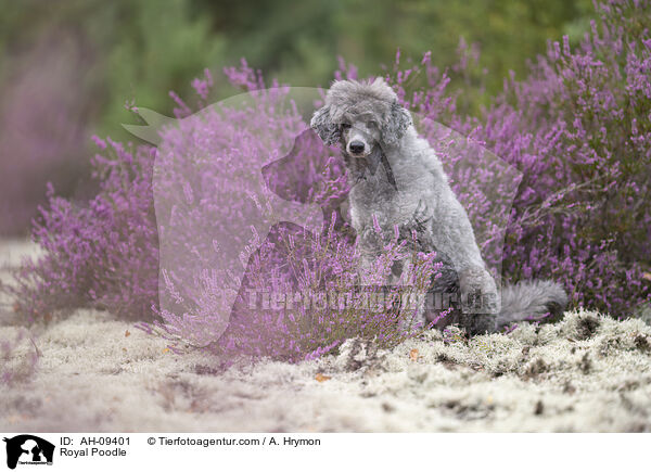 Kleinpudel / Royal Poodle / AH-09401