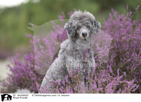 Kleinpudel / Royal Poodle / AH-09402