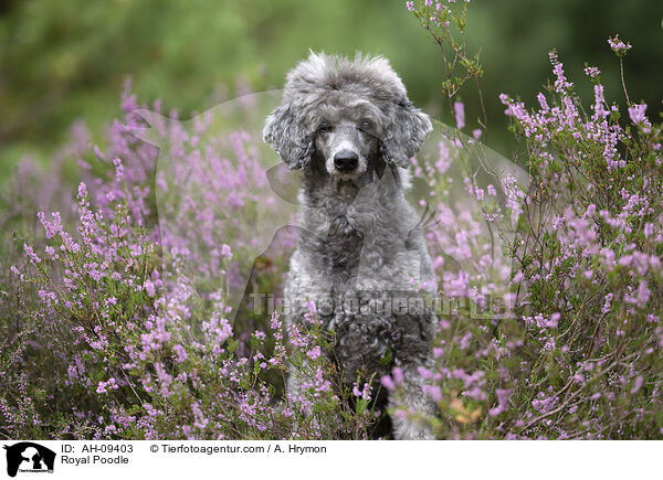 Kleinpudel / Royal Poodle / AH-09403