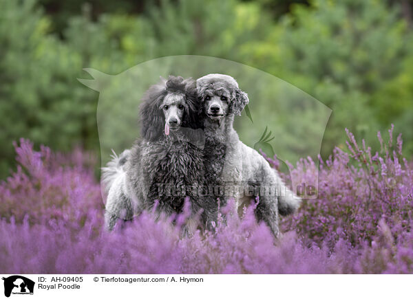 Kleinpudel / Royal Poodle / AH-09405