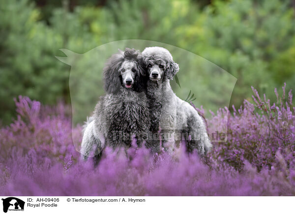 Kleinpudel / Royal Poodle / AH-09406