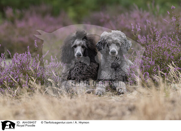 Kleinpudel / Royal Poodle / AH-09407