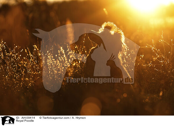 Kleinpudel / Royal Poodle / AH-09414