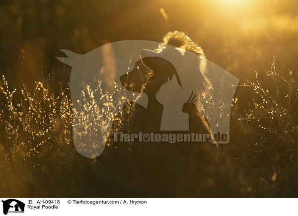 Kleinpudel / Royal Poodle / AH-09416