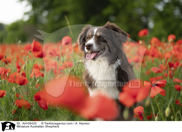 Miniature Australian Shepherd / Miniature Australian Shepherd / AH-09420