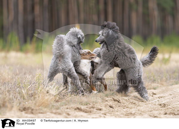 Kleinpudel / Royal Poodle / AH-09497
