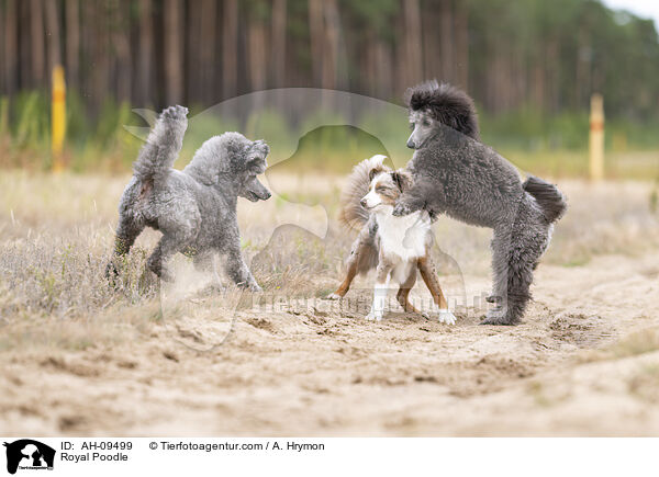 Kleinpudel / Royal Poodle / AH-09499